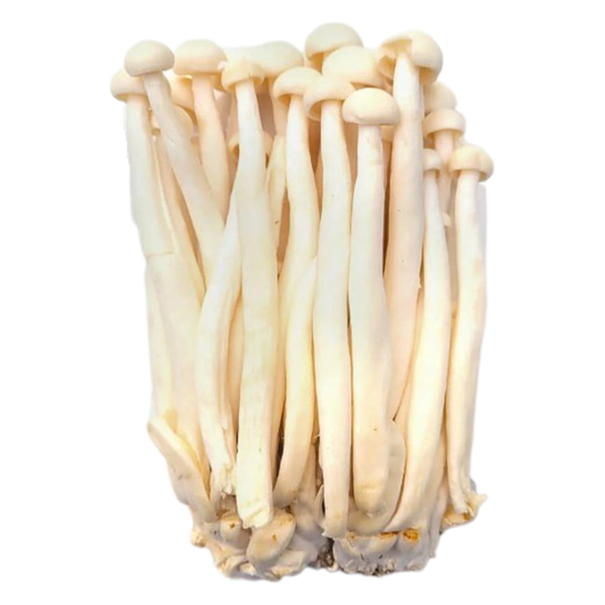 Snow White Mushroom