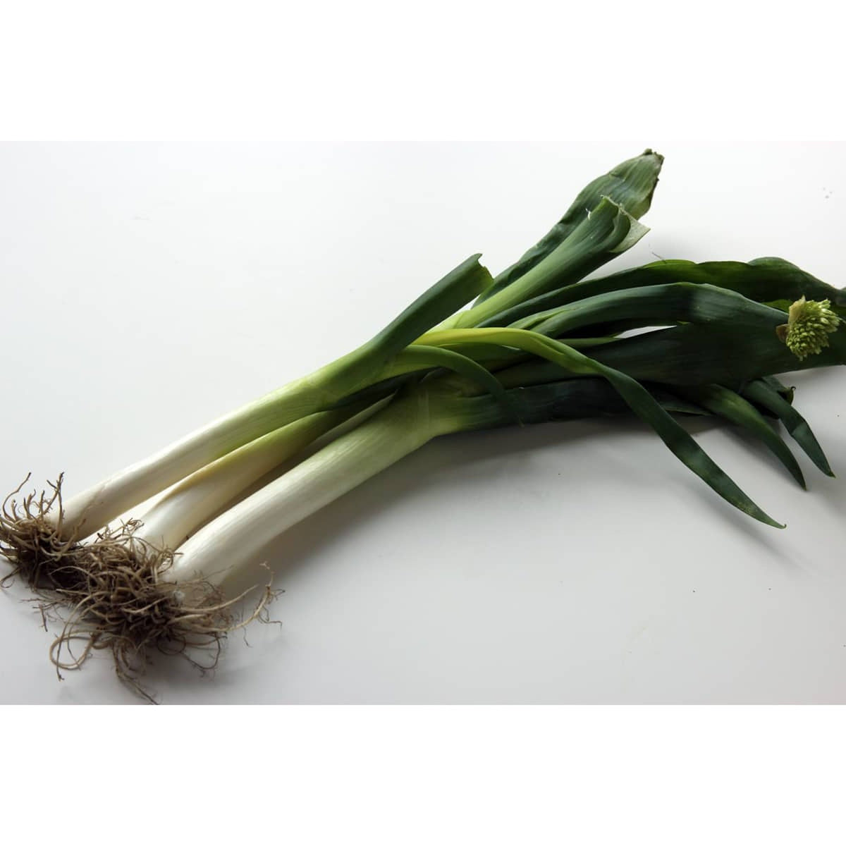 Big Scallion 대파