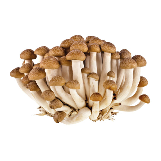 Brown Shimeji Mushroom